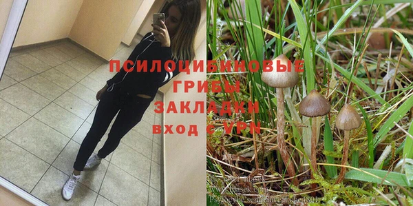 прущие грибы Ростов